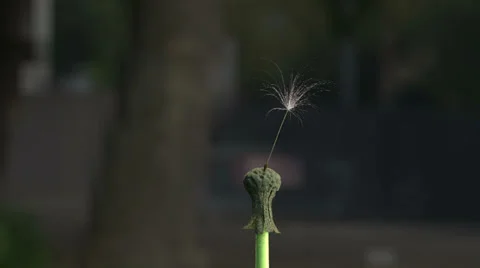 Flight of dandelion Stock Footage 33265040