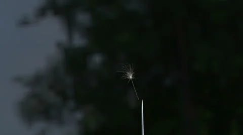 Flight of dandelion to point of needle Stock Footage 33468043