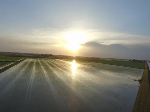 Flight at dawn on the rice fields with sun reflection Stock Footage 72205594