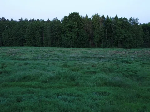 A flight in day light over a summer field in Brandenburg, aerial. Video stock 80113894
