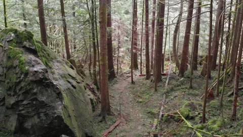 Flight deep in moss covered forest with big rock 스톡 동영상 239107377