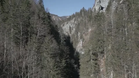 Flight into a dense forest, shot in D-Cinelike for post-production flexibility 動画素材 301605551