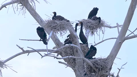 Flight of Double-crested Cormorants Stock Footage 154612107