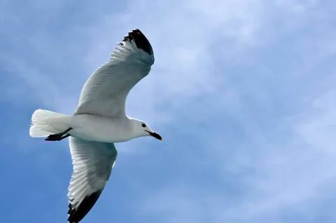 The flight of the dove 库存照片