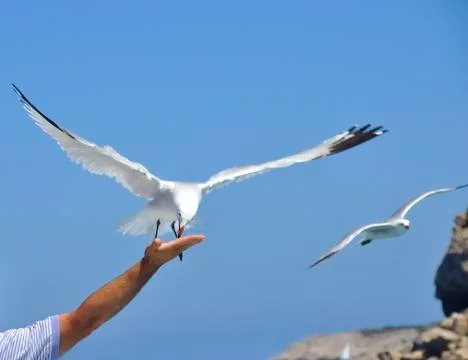 The flight of the dove Stock Photos