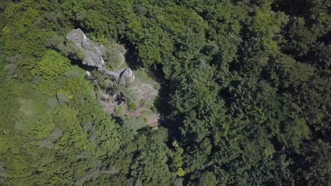 Flight down aerial drone forst trees birdseye Stock Footage 95797280