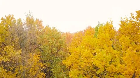 Flight down a scenic autumn forest Stock Footage 82102577