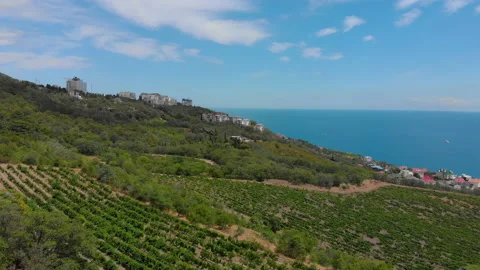 Flight down to the vineyards Stock Footage 138480317