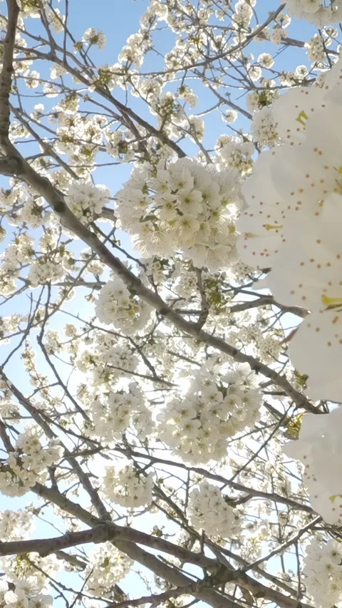 A flight down within cherry tree full of white flowers against blue sky and Stock Footage 324258736