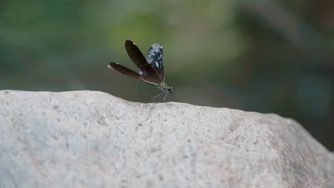 Flight of a dragonfly over a rock Stock Footage 250345098