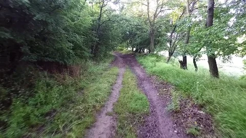 Flight with a dron in a forest Stock Footage 80903262