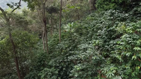 Flight of dronde over coffee bushes in a forested area Vídeo Stock 265584023
