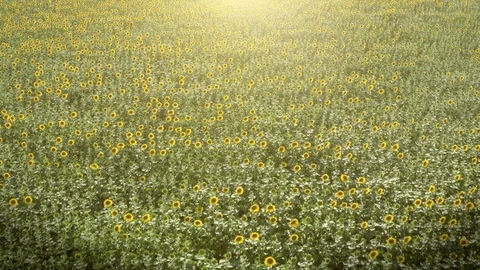 Flight on drone above blooming sunflowers field in sunset sunlight, aerial view Stock Footage 111758053