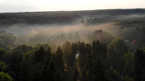 Flight drone above the dense forest 動画素材 100287395