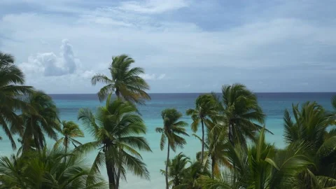 Flight drone between palm to turquoise sea. Open view Stock Footage 145164226