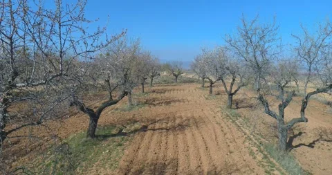 Flight with drone over almond trees in flower and fields of spain.drone conce Vidéo 331917094