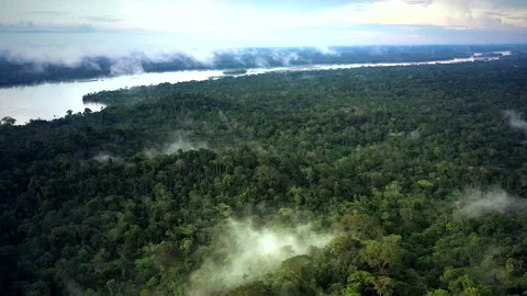 Flight with a drone over the canopy of the Amazon Rainforest with light cloud Stock Footage 247897018