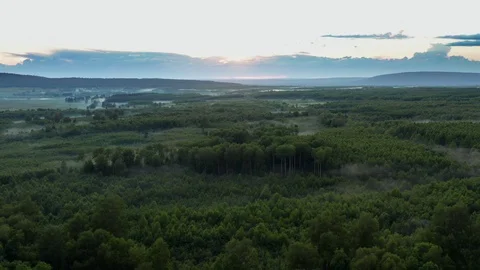Flight of a drone over a dense forest. Stock Footage 113647448