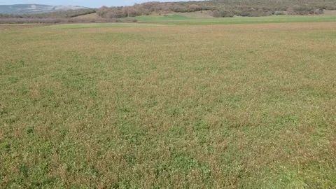 Flight with drone over the field Video stock 150299220