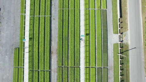Flight of a drone over a field of growing plants. Shooting from a drone Stock Footage 300764556
