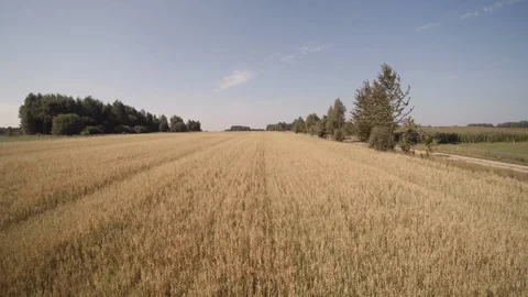 A flight of drone over a field sown with grain Video stock 107130245