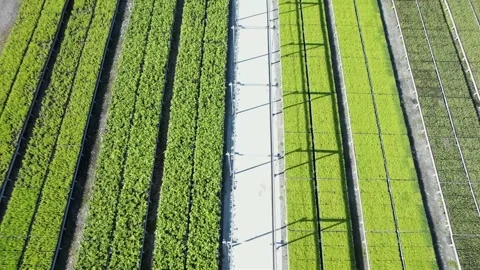 Flight of a drone over a field where various tree seedlings are grown Stock Footage 300764493
