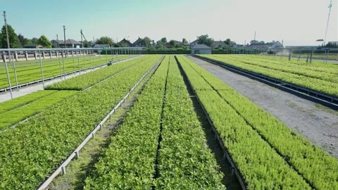 Flight of a drone over a field where plants are grown Stock Footage 300764548