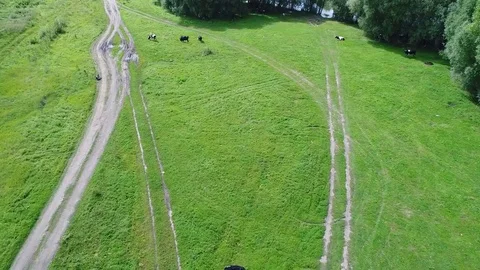 The flight of the drone over the fields. Meadow with cows. The village next to Vidéo 79223225