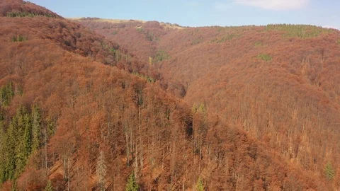 Flight of the drone over the forest and mountains in the early morning at sun Stockbeeldmateriaal 118395790