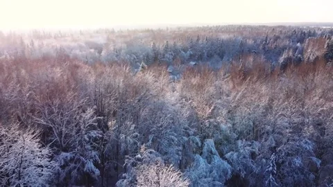 Flight on a drone over the forest, evening, sunset, winter Video stock 163679153