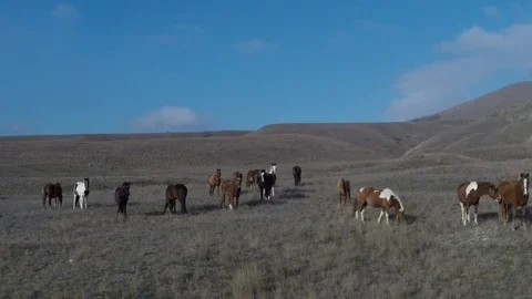 Flight of a drone over a herd of horses on a pasture in the hills Stock Footage 87568221