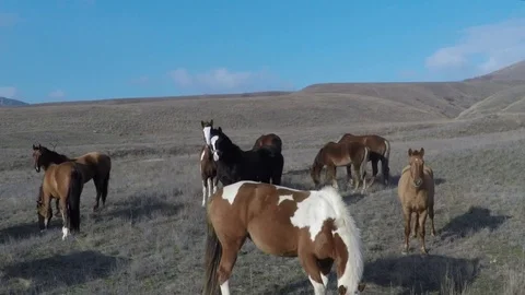 Flight of a drone over a herd of horses in a pasture on a sunny day Stock Footage 91395465