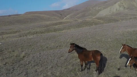 Flight of a drone over a herd of horses to a pasture in a valley among the hills Video stock 91395487