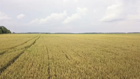 Flight with a drone over a large wheat field. Farm field Video stock 134789470