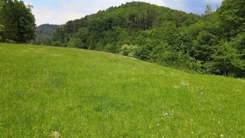 Flight with a drone over meadow and trees in black forest Stock Footage 131594250