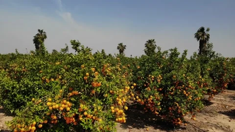 Flight with the drone over an orange grove in Spain in sunshine. Stock Footage 132591946