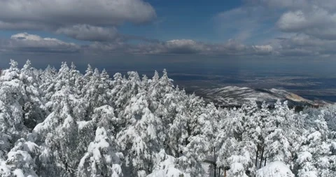 Flight with drone over a snowy pine forest Stockbeeldmateriaal 158062000