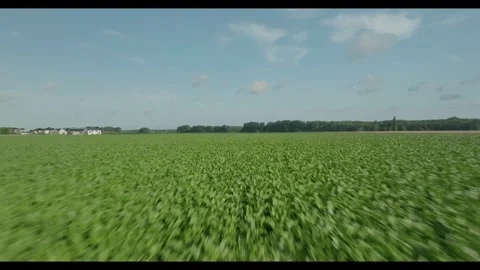 Flight with a drone over a sugar beet field in Braunschweig Stock Footage 333114806