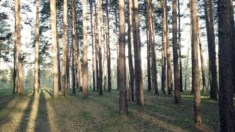 Flight on the drone in the taiga 2-2 库存影片 91017273