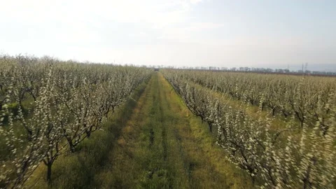 Flight of the drone through the roots of the orchard with flowering trees. Stock-Footage 153534042