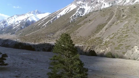 Flight of drones around the pine in the highlands Stock-Footage 83724787