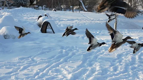 Flight of a duck flock over snow, 8x slow motion, Russia Stock Footage 297560778