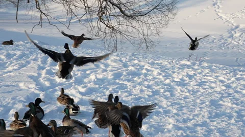 Flight of a duck flock over snow at winter, 8x slow motion, Russia Stock Footage 297561113