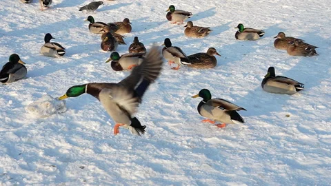 Flight of a duck over snow, 8x slow motion, Russia Stock Footage 297560744