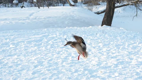 Flight of a duck at winter, 4x slow motion Stock Footage 297577705