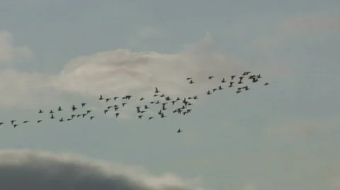 FLIGHT OF DUCKS Stock-Footage 706719