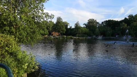 FLIGHT OF THE DUCKS Видео 136606674