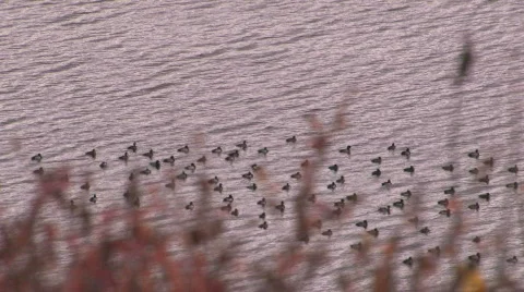 Flight of ducks on lake. Stock-Footage 707548
