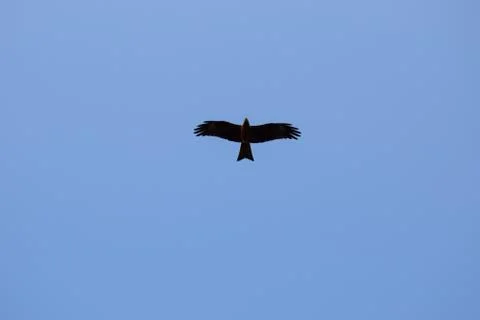 Flight of eagle in the clear sky 写真素材