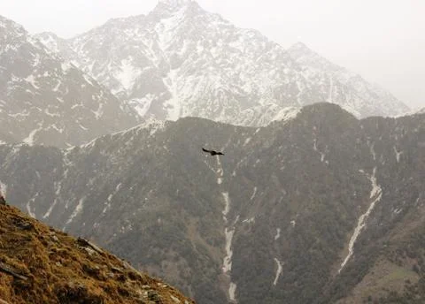 The flight of an eagle in himalayas Stock Photos